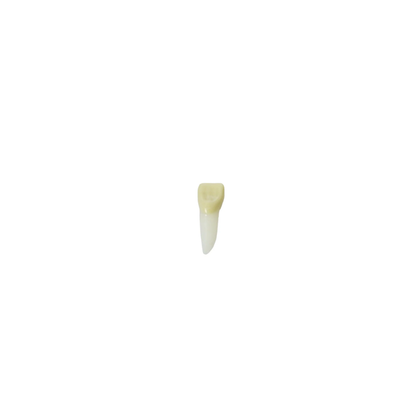 Diente Para Endo Radiografiable C/Raiz Anatomica Para Tipodonto de 28 Dientes - producto dental BIGtree