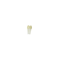Diente Para Endo Radiografiable C/Raiz Anatomica Para Tipodonto de 28 Dientes