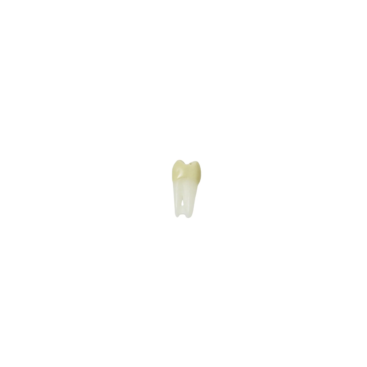 Diente Para Endo Radiografiable C/Raiz Anatomica Para Tipodonto de 28 Dientes