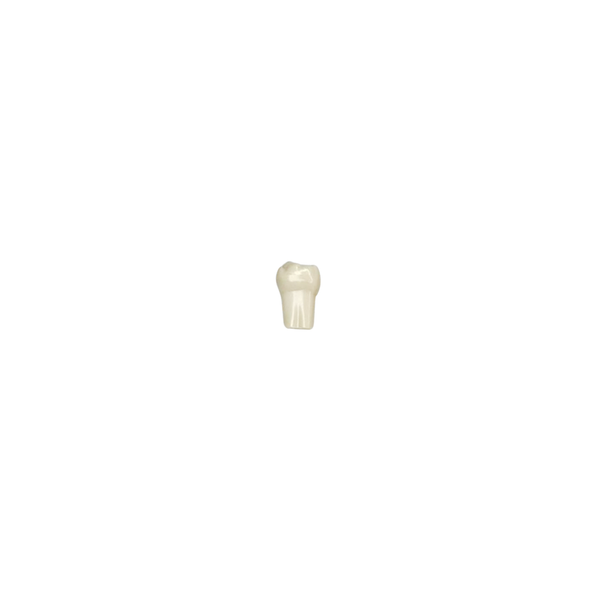 Diente Para Tipodonto Infantil - producto dental BIGtree