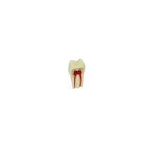 Diente Para Ag-3 Raiz Marfil Radiografiable Para Endo Para Tipodonto de 32 Dientes