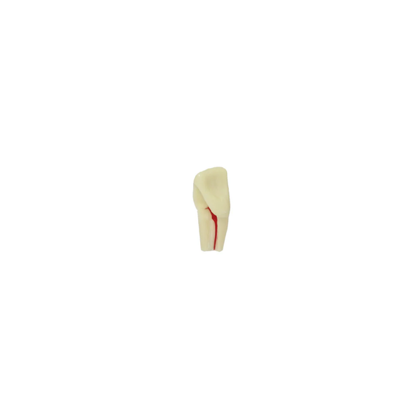 Diente Para Ana Raiz Marfil Radiografiable Para Endo Para Tipodonto de 28 Dientes - producto dental BIGtree