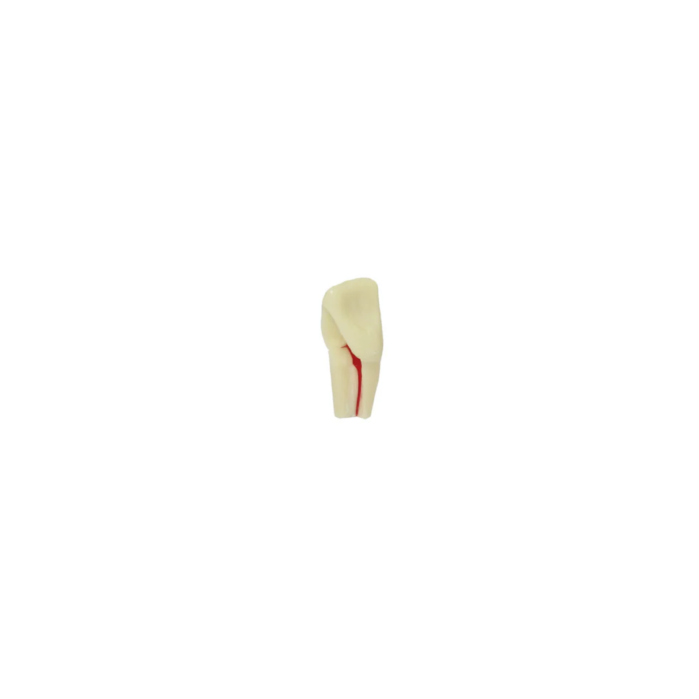 Diente Para Ag-3 Raiz Marfil Radiografiable Para Endo Para Tipodonto de 32 Dientes