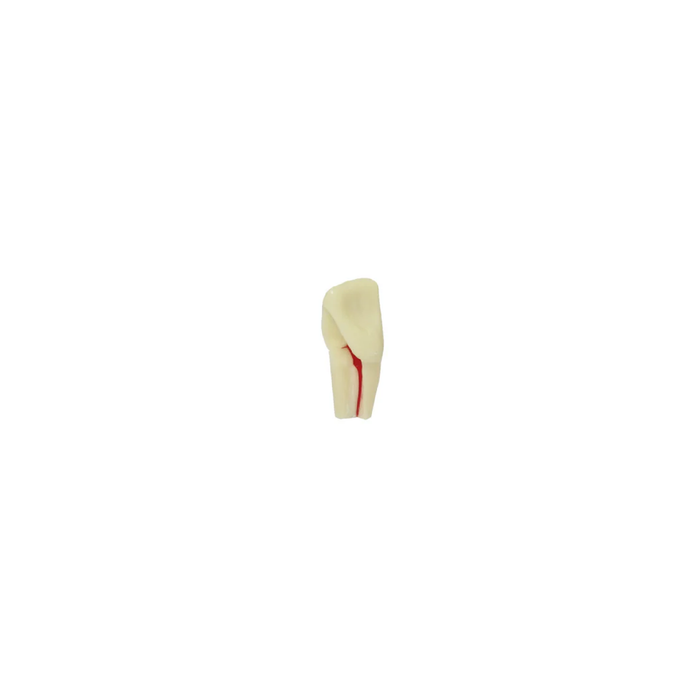 Diente Para Ag-3 Raiz Marfil Radiografiable Para Endo Para Tipodonto de 32 Dientes