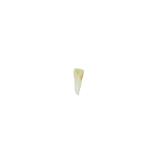 Diente Para Endo Radiografiable C/Raiz Anatomica Para Tipodonto de 28 Dientes