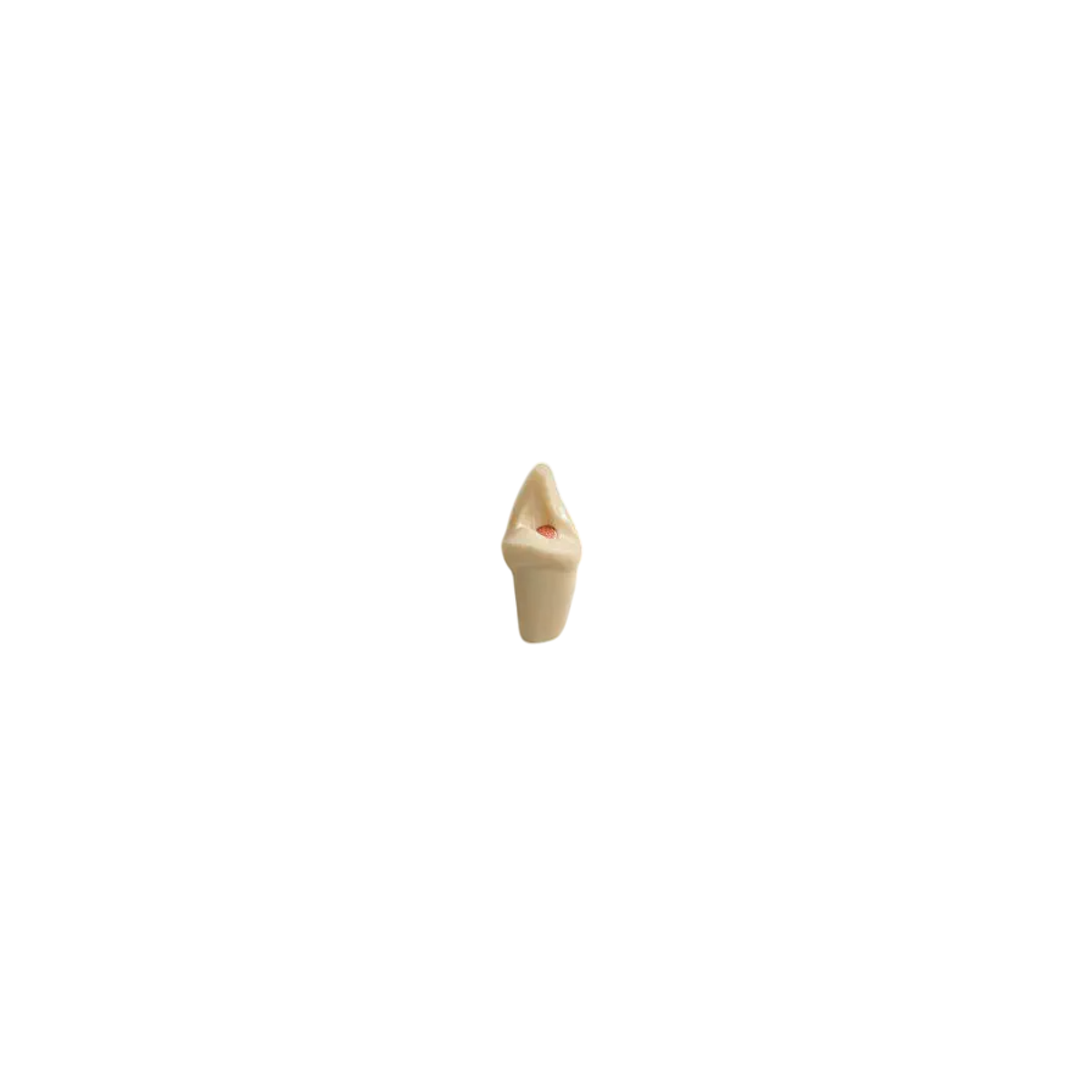Dientes Imitando Situacion Post Endo Para Tipodonto de 28 Dientes