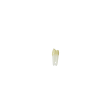Diente Para Endo Radiografiable C/Raiz Anatomica Para Tipodonto de 28 Dientes