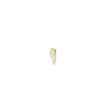 Diente Para Endo Radiografiable C/Raiz Anatomica Para Tipodonto de 28 Dientes