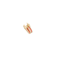 Diente Con Cavidad Y Conducto Para Endo Para Tipodonto de 32 Dientes