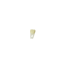 Diente Para Endo Radiografiable C/Raiz Anatomica Para Tipodonto de 28 Dientes