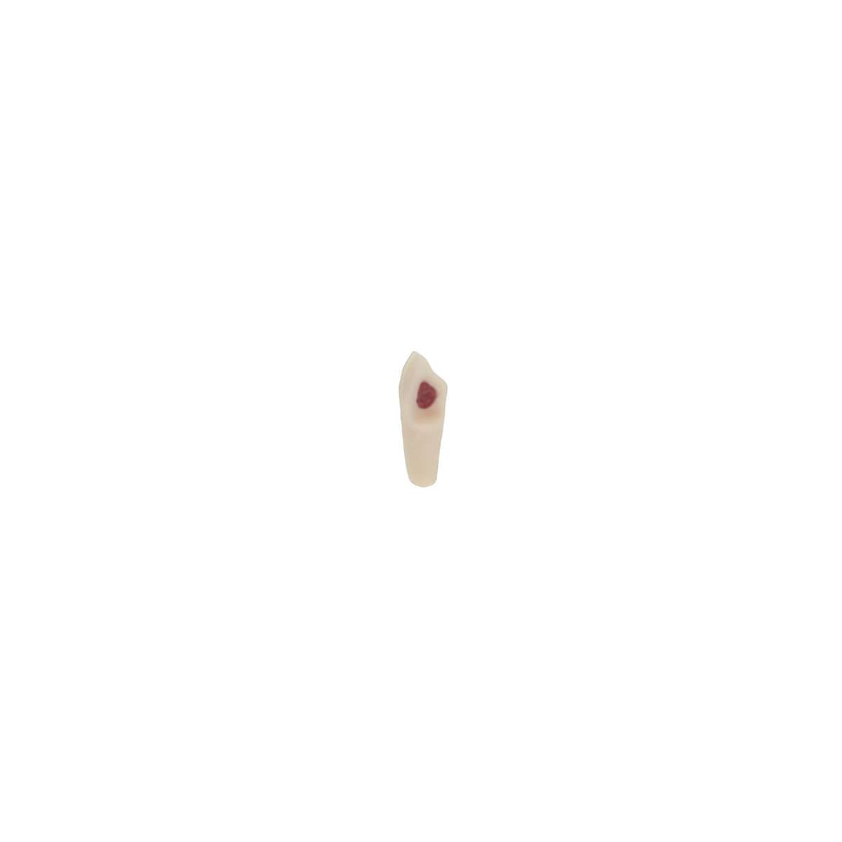 Diente Para Pulpotomia Para Tipodonto Infantil - producto dental BIGtree