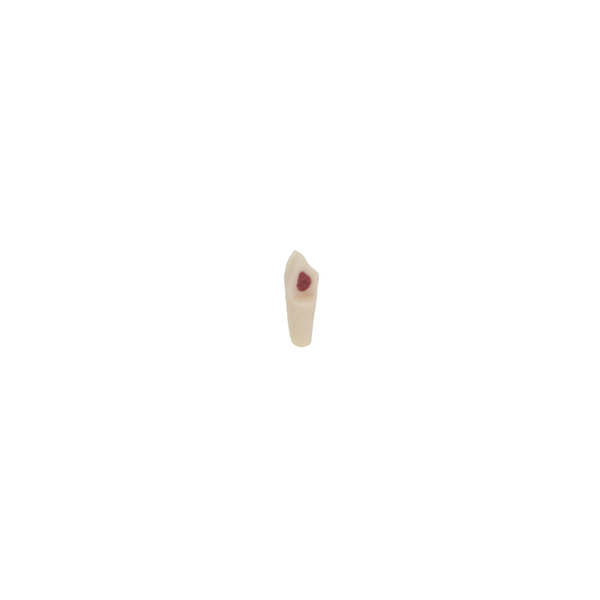 Diente Para Pulpotomia Para Tipodonto Infantil - producto dental BIGtree