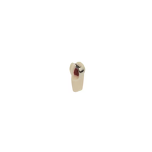 Diente Para Pulpotomia Con Caries Para Tipodonto Infantil