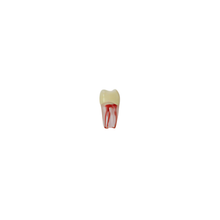 Diente Con Raíz Apical Transparente Para Tipodonto de 28 Dientes