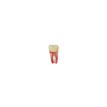 Diente Con Raíz Apical Transparente Para Tipodonto de 28 Dientes