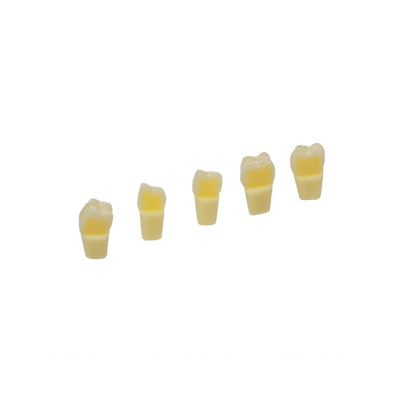 Diente con Diferente Dureza entre Esmalte y Dentina para Tipodonto de 28 Dientes