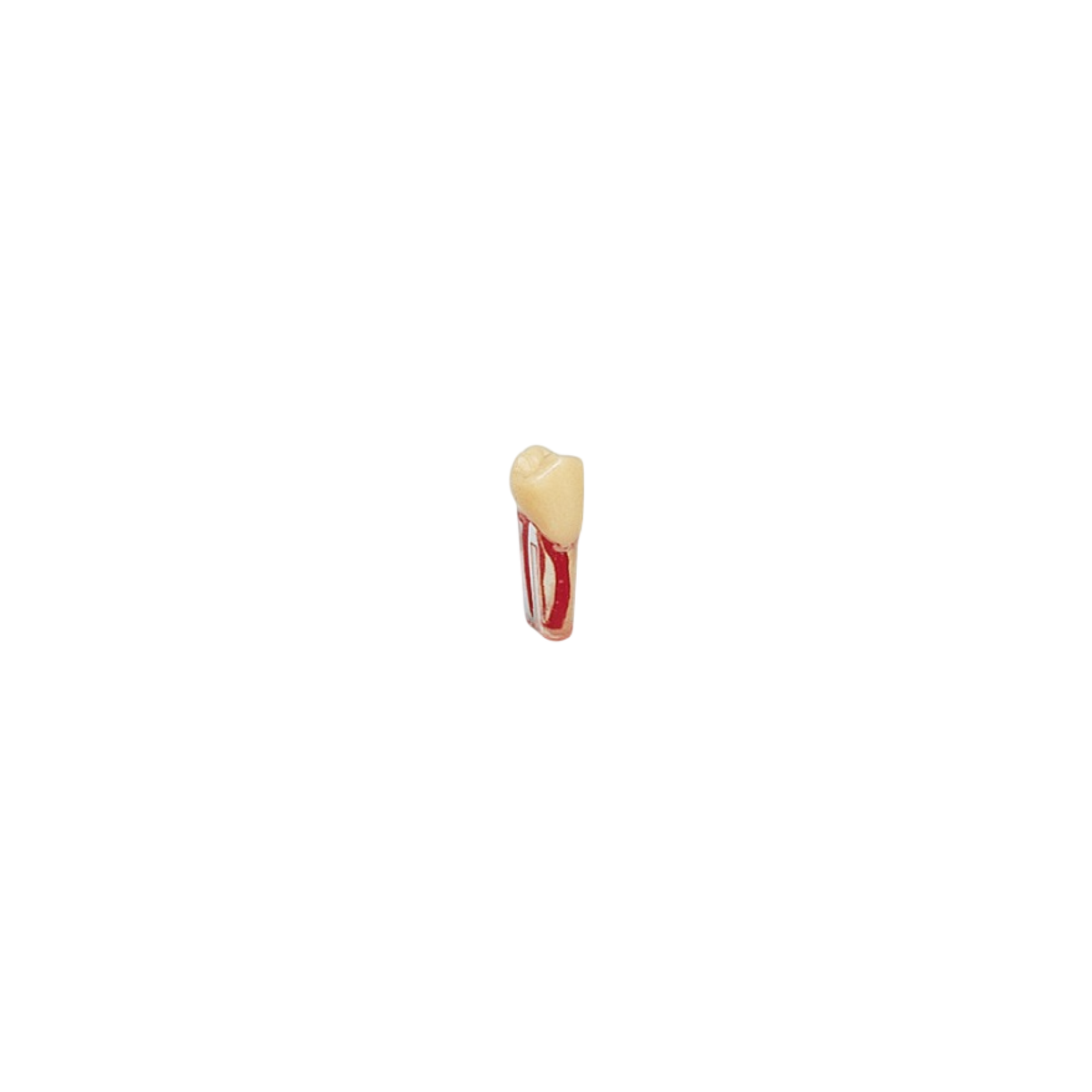 Diente Para Ag-3 Raiz Transparente Para Endo Para Tipodonto de 32 Dientes