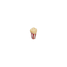 Diente Para Ag-3 Raiz Transparente Para Endo Para Tipodonto de 32 Dientes
