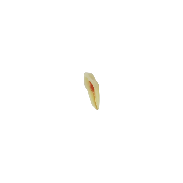 Diente de Endodoncia Con Raíz Natural Apto Para Radiografía, Con Tres Capas Para Tipodonto de 28 Dientes - producto dental BIGtree