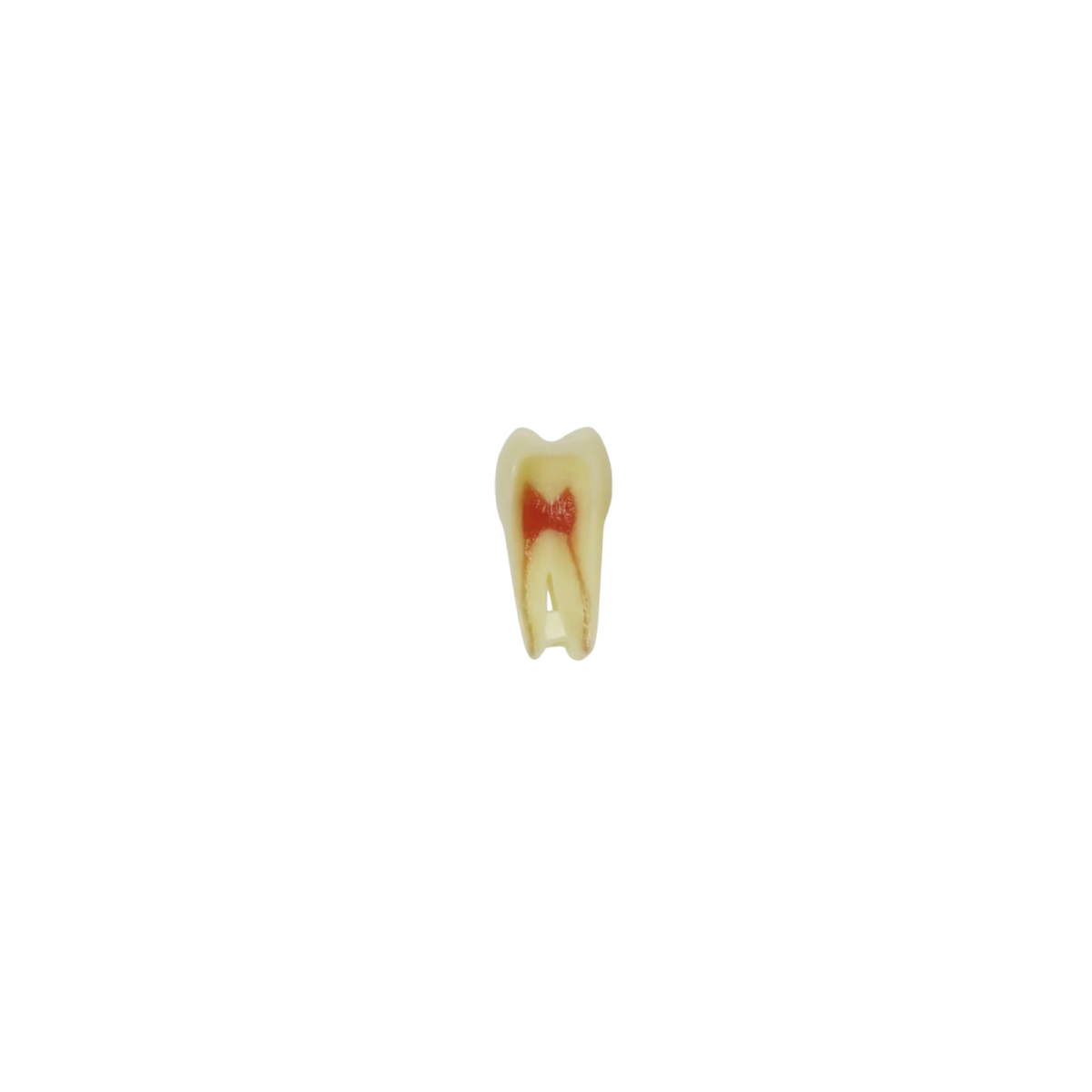 Diente de Endodoncia Con Raíz Natural Apto Para Radiografía, Con Tres Capas Para Tipodonto de 28 Dientes