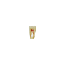 Diente de Endodoncia Con Raíz Natural Apto Para Radiografía, Con Tres Capas Para Tipodonto de 28 Dientes