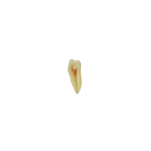Diente de Endodoncia Con Raíz Natural Apto Para Radiografía, Con Tres Capas Para Tipodonto de 28 Dientes