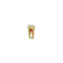 Diente de Endodoncia Con Raíz Natural Apto Para Radiografía, Con Tres Capas Para Tipodonto de 28 Dientes