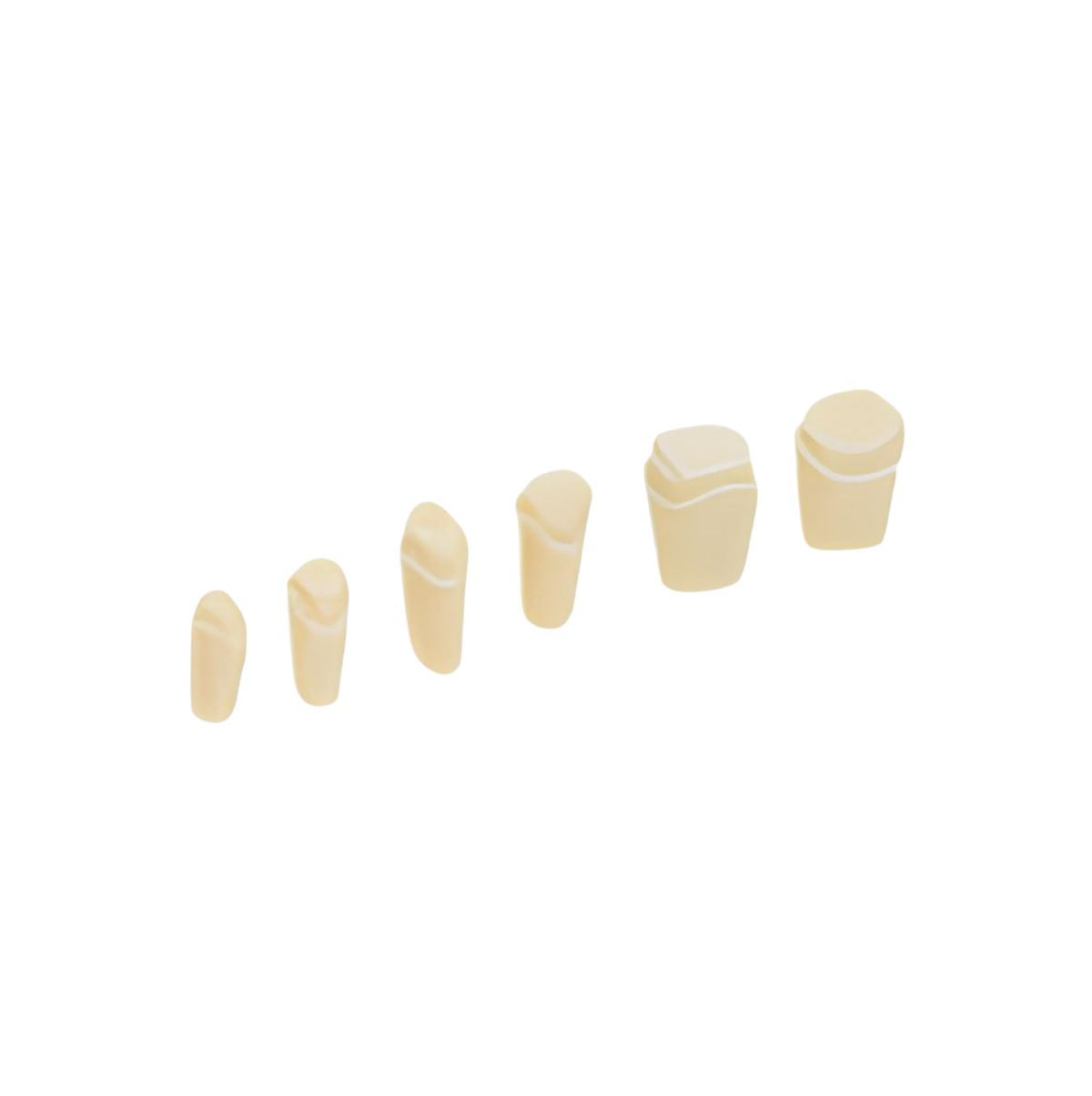 Diente Preparado Para Muñon Para Tipodonto de 28 Dientes - producto dental BIGtree