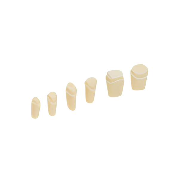 Diente Preparado Para Muñon Para Tipodonto de 32 Dientes - producto dental BIGtree