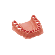 Encia Para Tipodonto 32 Dientes