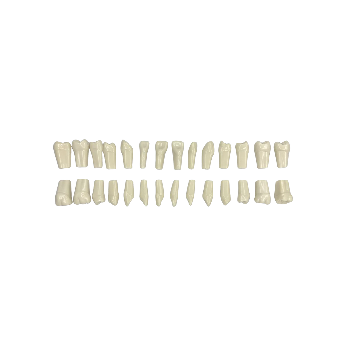 Juego de Diente 1 X 28 - producto dental BIGtree