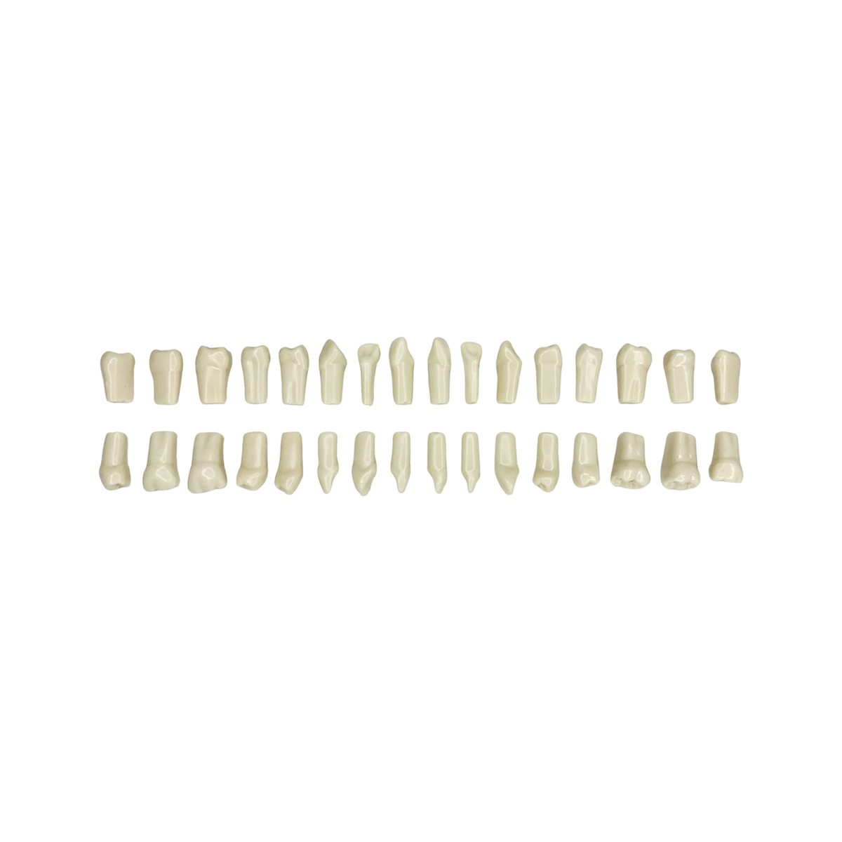 Juego de Dientes 1 X 32 Ag-3 - producto dental BIGtree