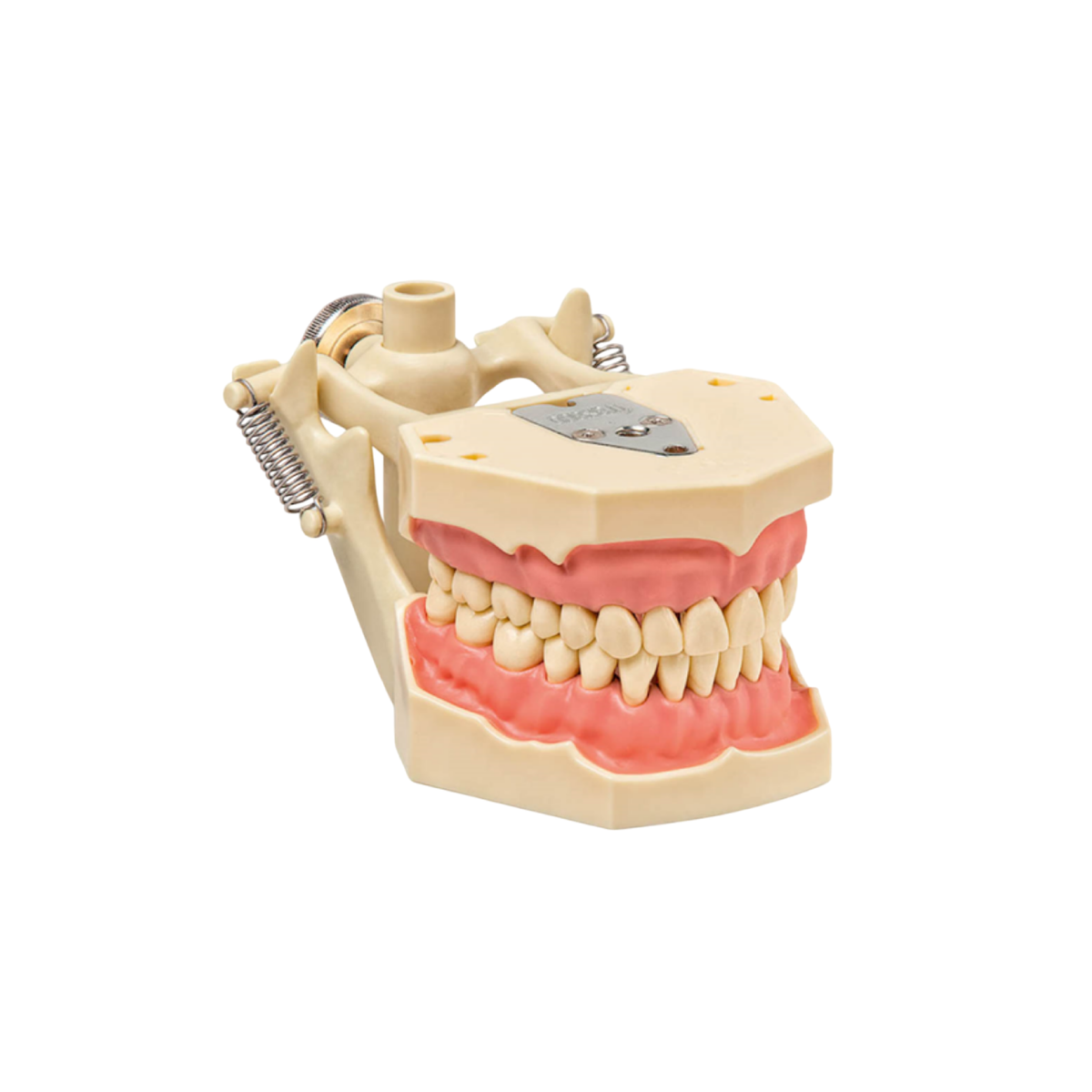 Tipodonto Con 32 Pzas - producto dental BIGtree
