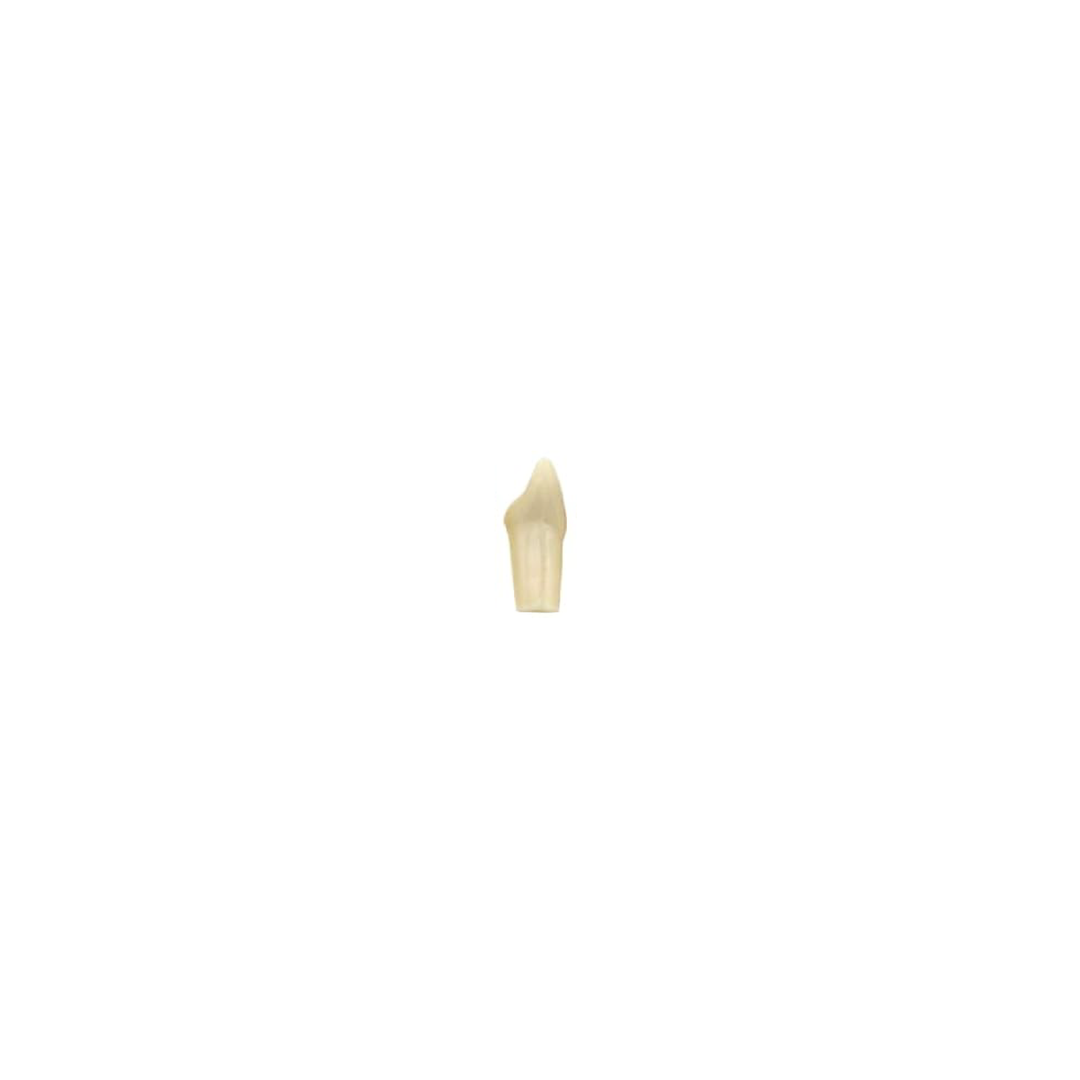 Diente Modelo Individual Para Tipodonto de 28 Dientes