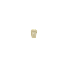 Diente Modelo Individual Para Tipodonto de 28 Dientes