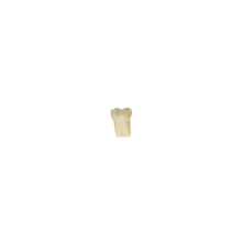 Diente Modelo Individual Para Tipodonto de 28 Dientes