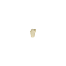Diente Modelo Individual Para Tipodonto de 28 Dientes