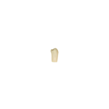 Diente Modelo Individual Para Tipodonto de 32 Dientes