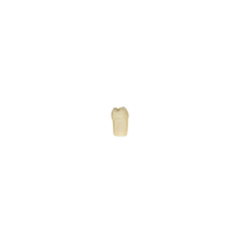 Diente Modelo Individual Para Tipodonto de 32 Dientes