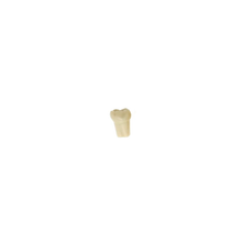 Diente Modelo Individual Para Tipodonto de 32 Dientes