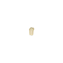 Diente Modelo Individual Para Tipodonto de 32 Dientes