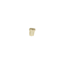 Diente Modelo Individual Para Tipodonto de 32 Dientes