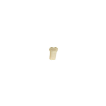Diente Modelo Individual Para Tipodonto de 32 Dientes