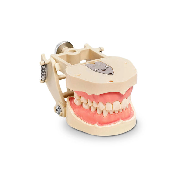 Tipodonto Dental Frasaco 28 Dientes Desmontables para Prácticas - producto dental BIGtree