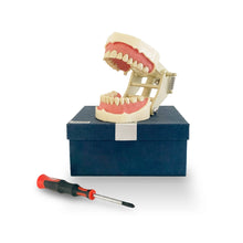 Tipodonto Dental Frasaco 28 Dientes Desmontables para Prácticas