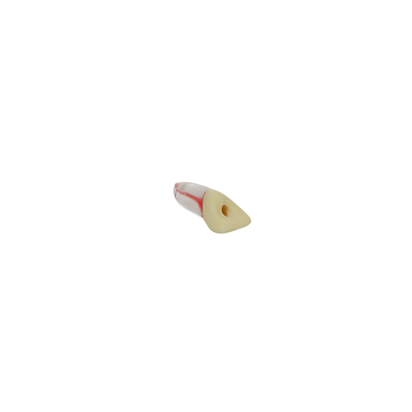 Diente Con Raíz Apical Trepanada Tradicional Para Tipodonto de 28 Dientes - producto dental BIGtree