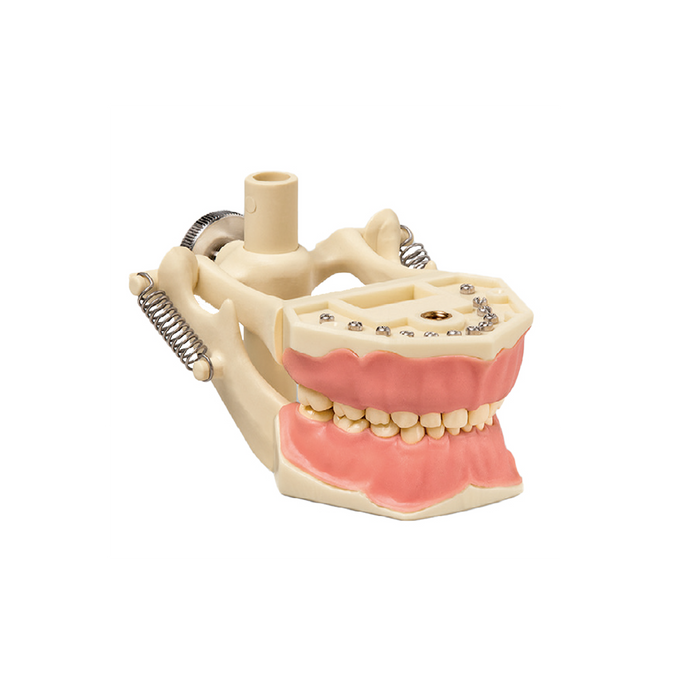 Tipodonto Infantil con Articulación